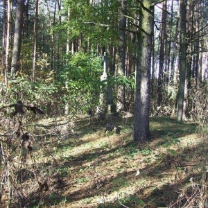 pokaż obrazek - 2007 lesny krzyż, Werwoczki, fot. Marek Chmielewski